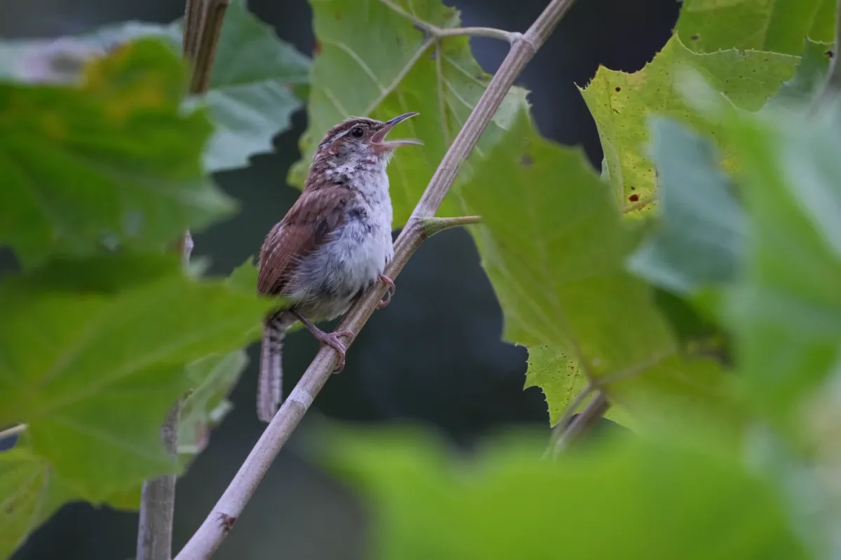 Carolina Wren, photographed