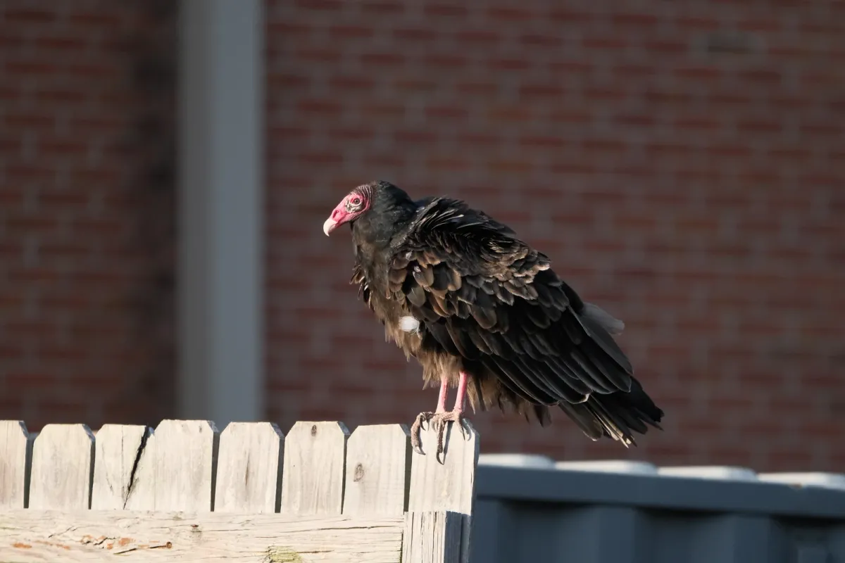 Turkey Vulture, photographed