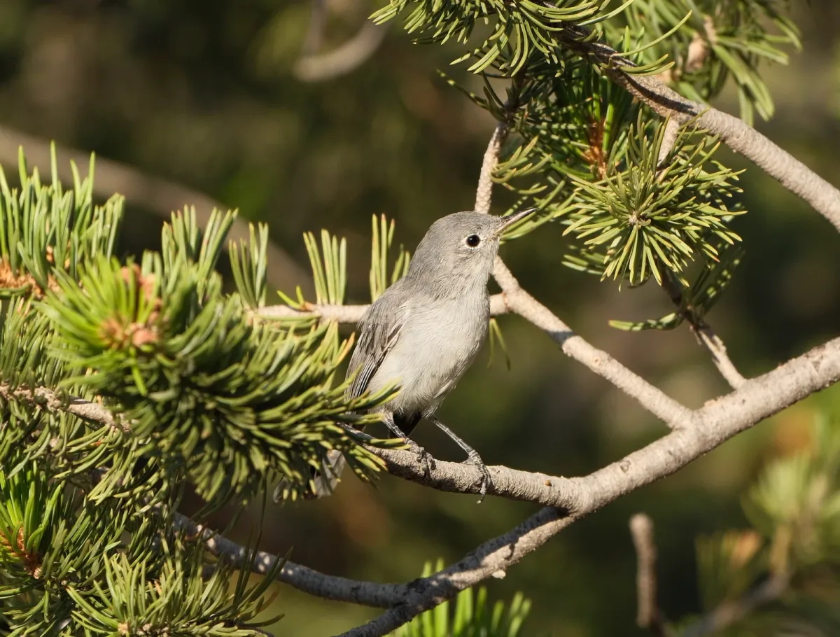 Blue-gray Gnatcatcher, photographed