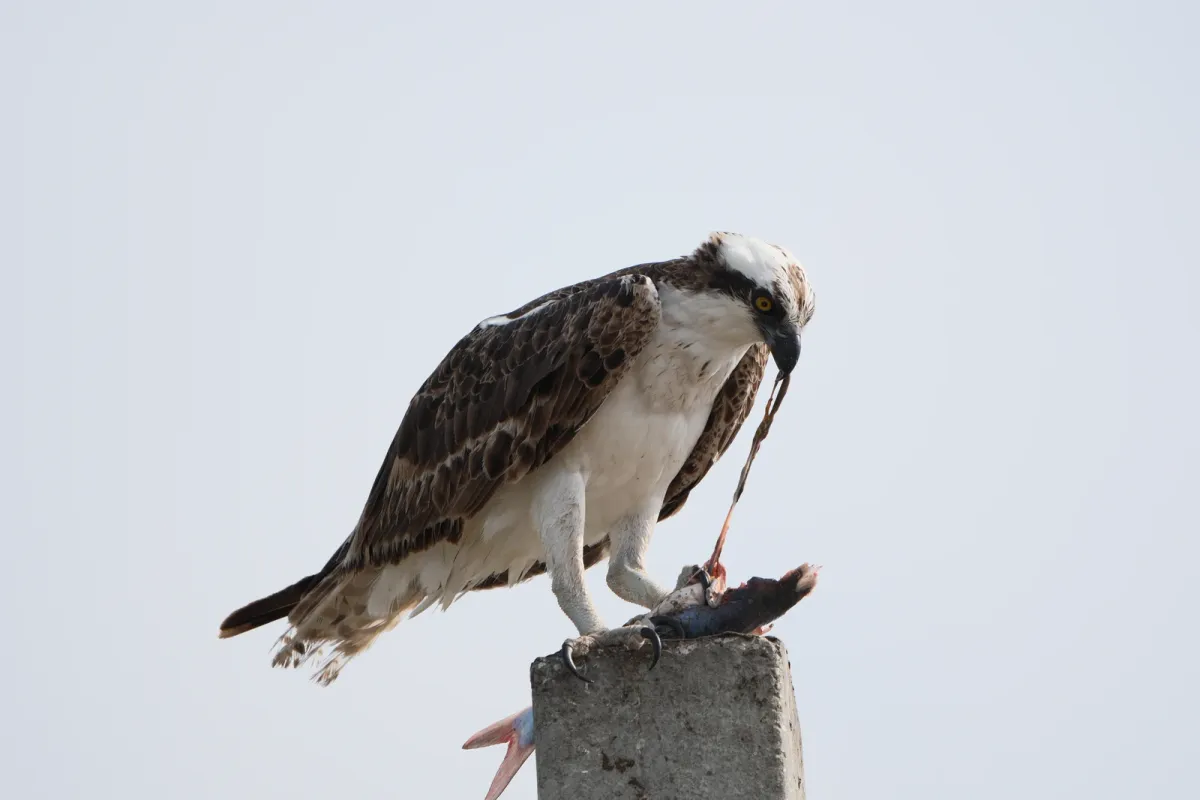Osprey, photographed