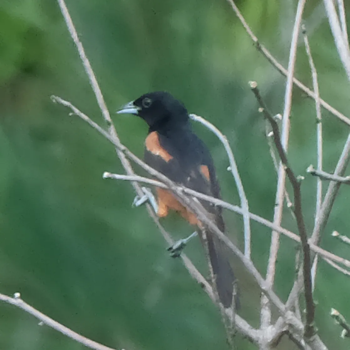 Orchard Oriole, photographed