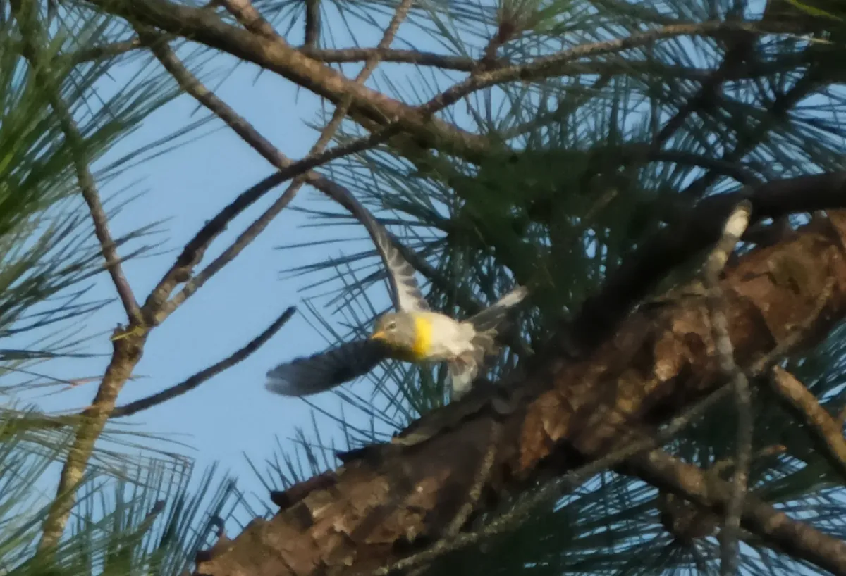 Northern Parula, photographed