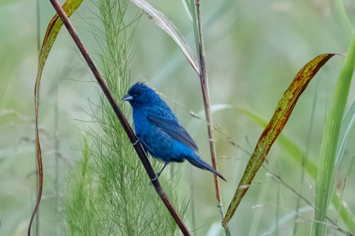 Indigo Bunting, photographed