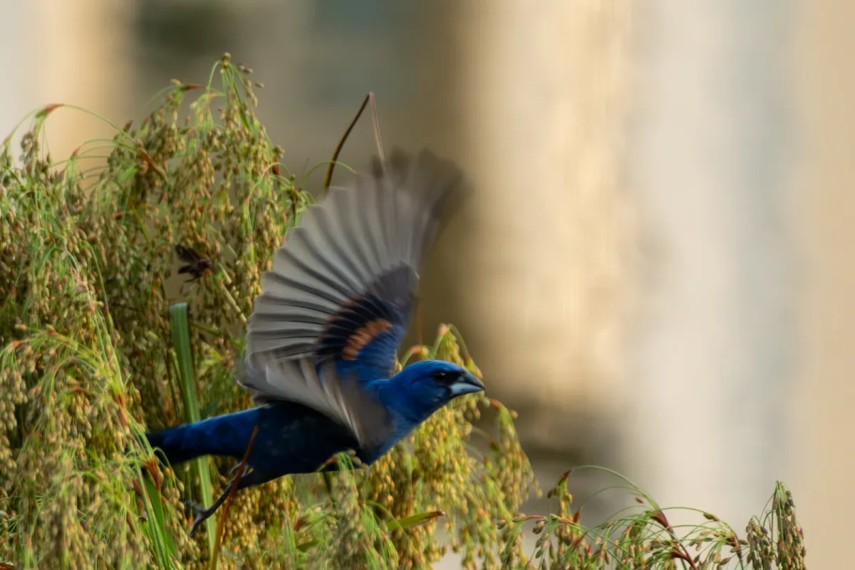 Blue Grosbeak, photographed