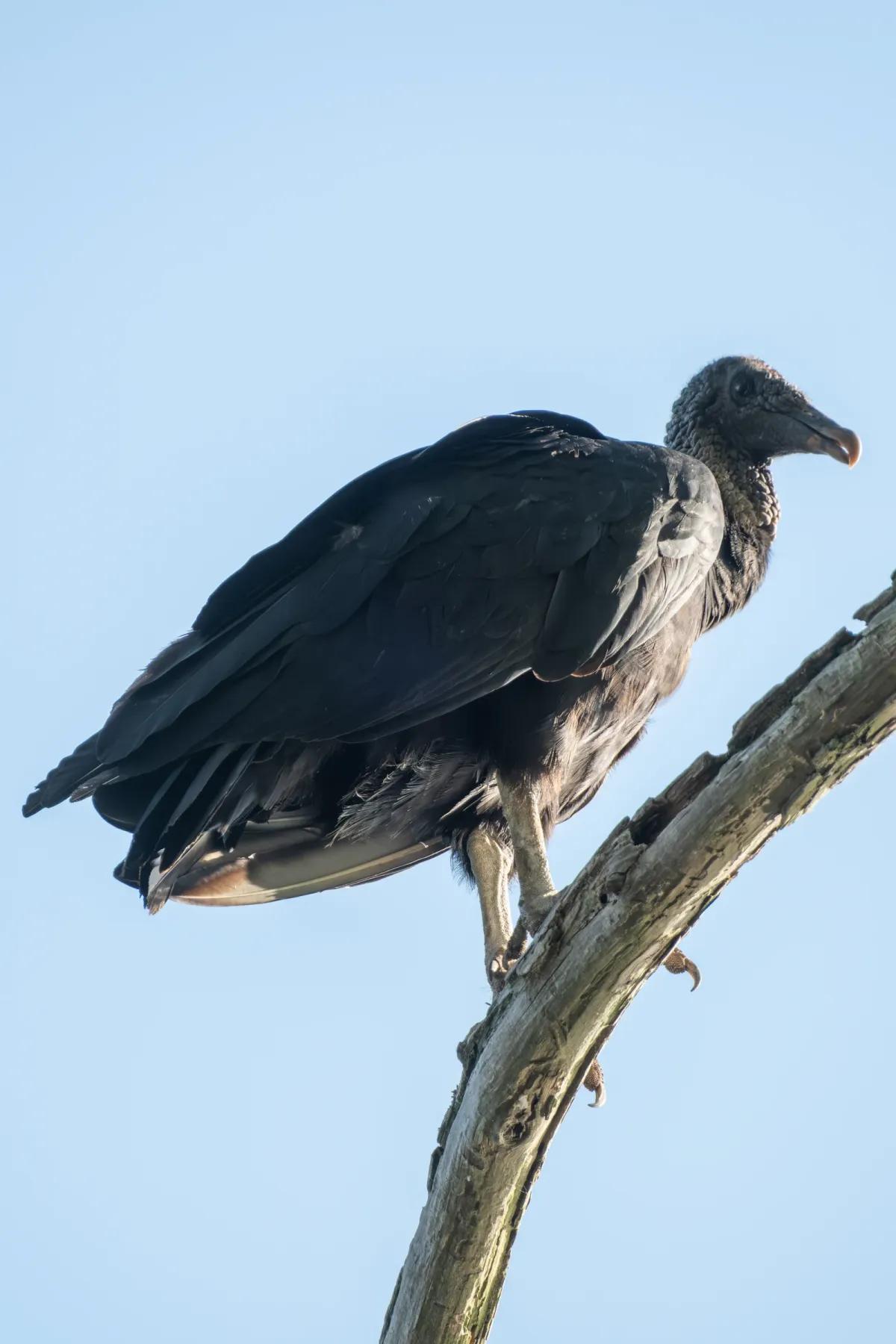 Black Vulture, photographed