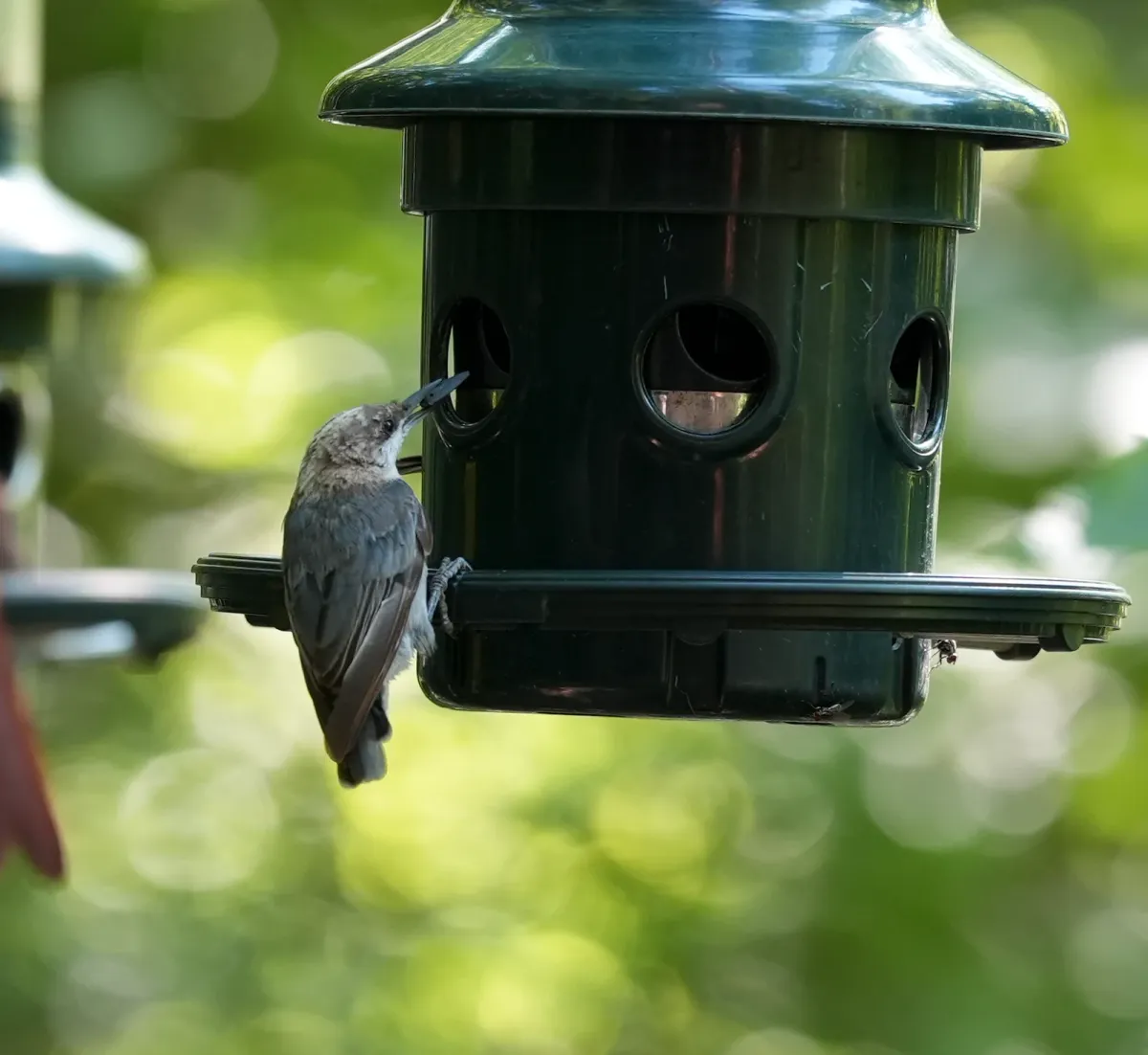 Brown-headed Nuthatch, photographed