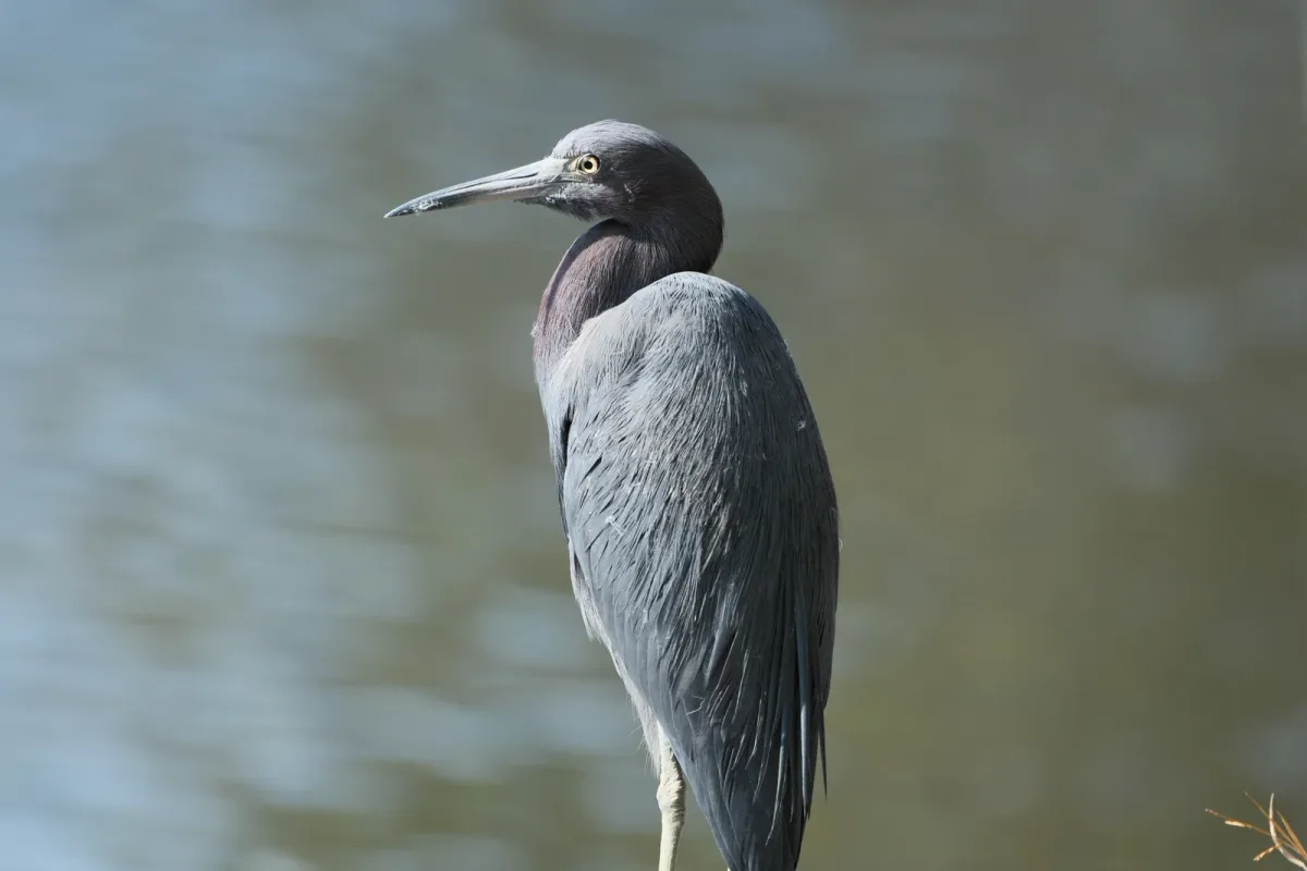 Little Blue Heron, photographed
