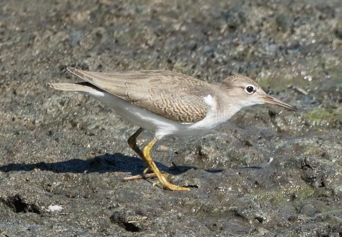 Spotted Sandpiper, photographed