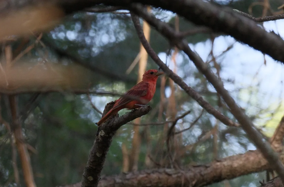 Summer Tanager, photographed