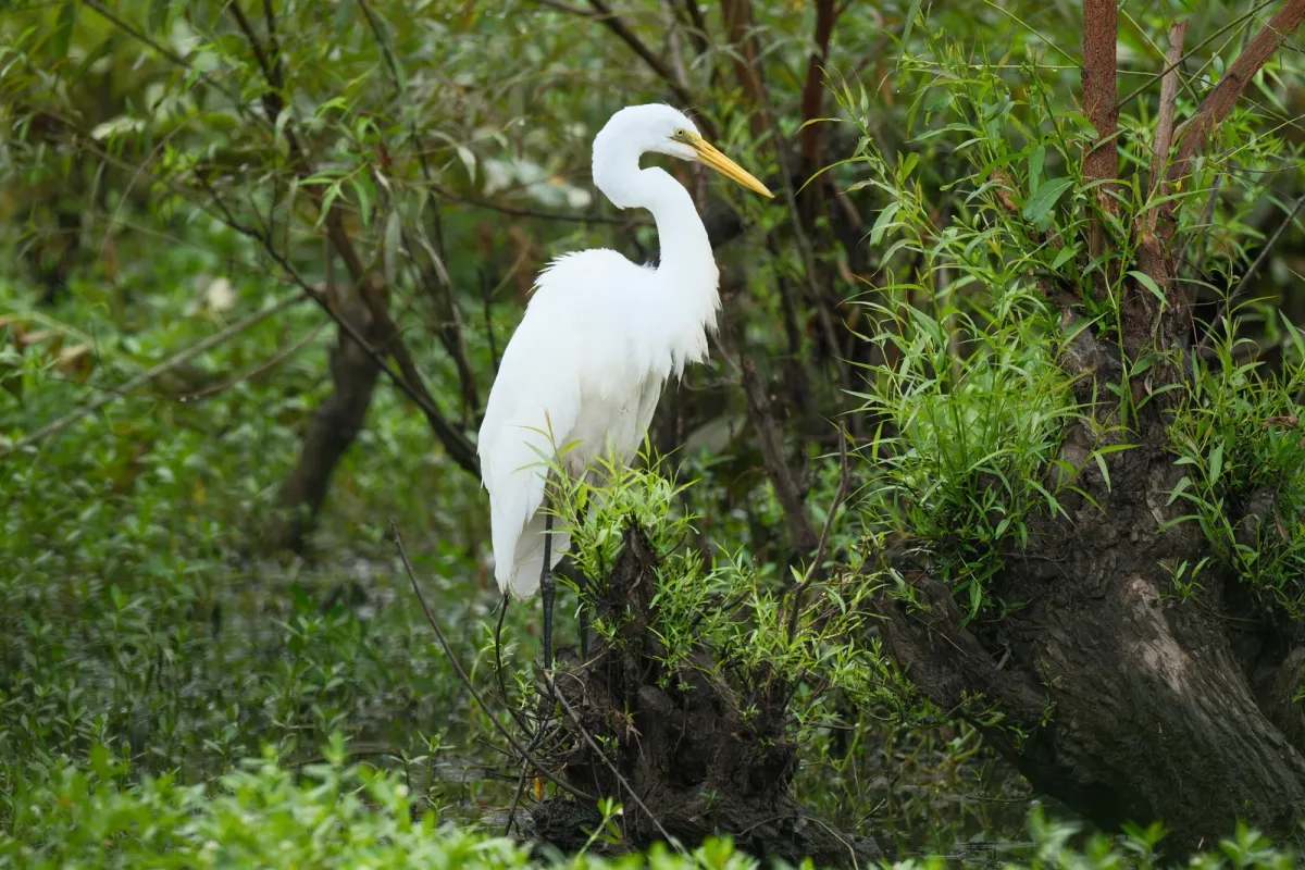 Great Egret, photographed