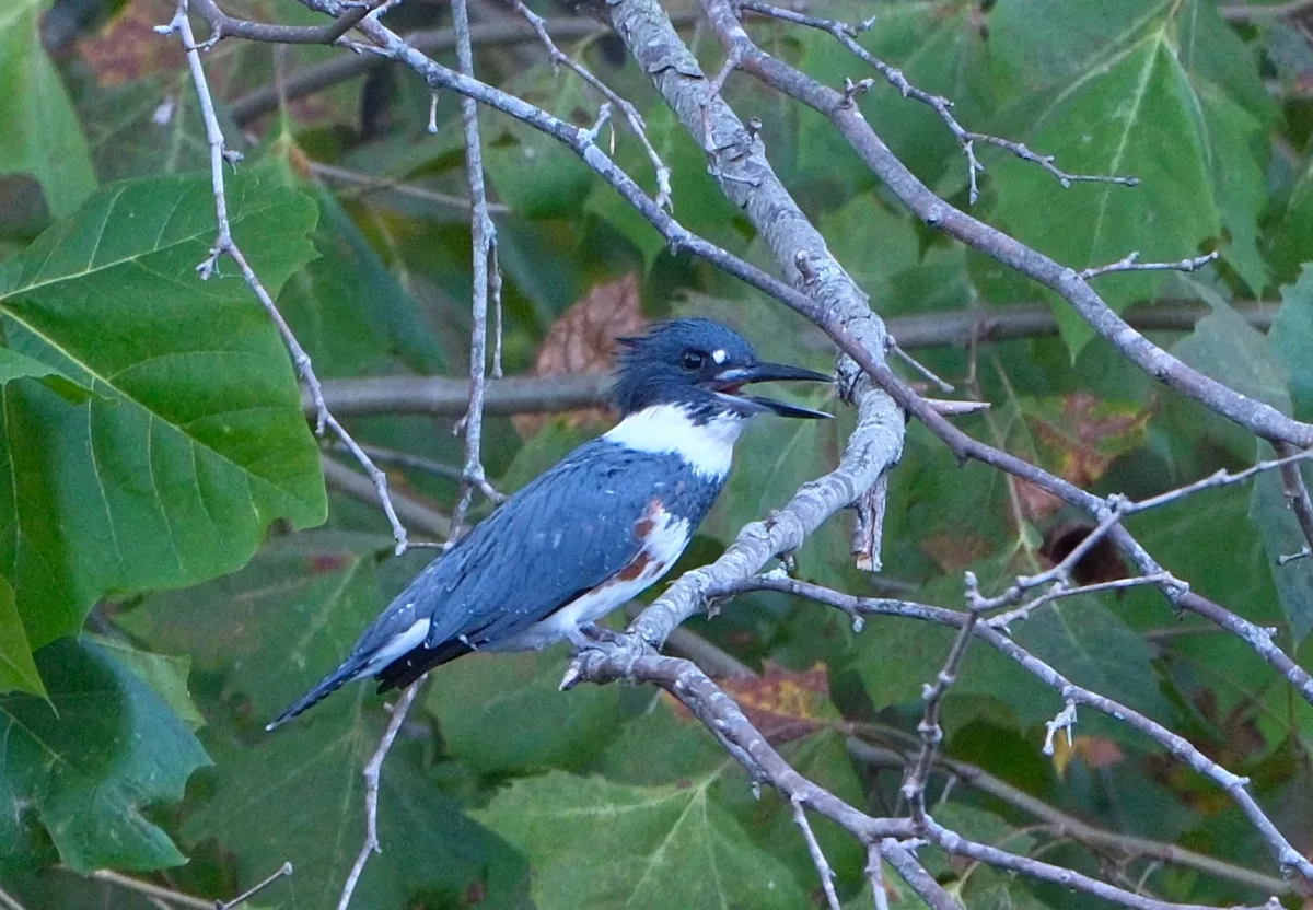 Belted Kingfisher, photographed