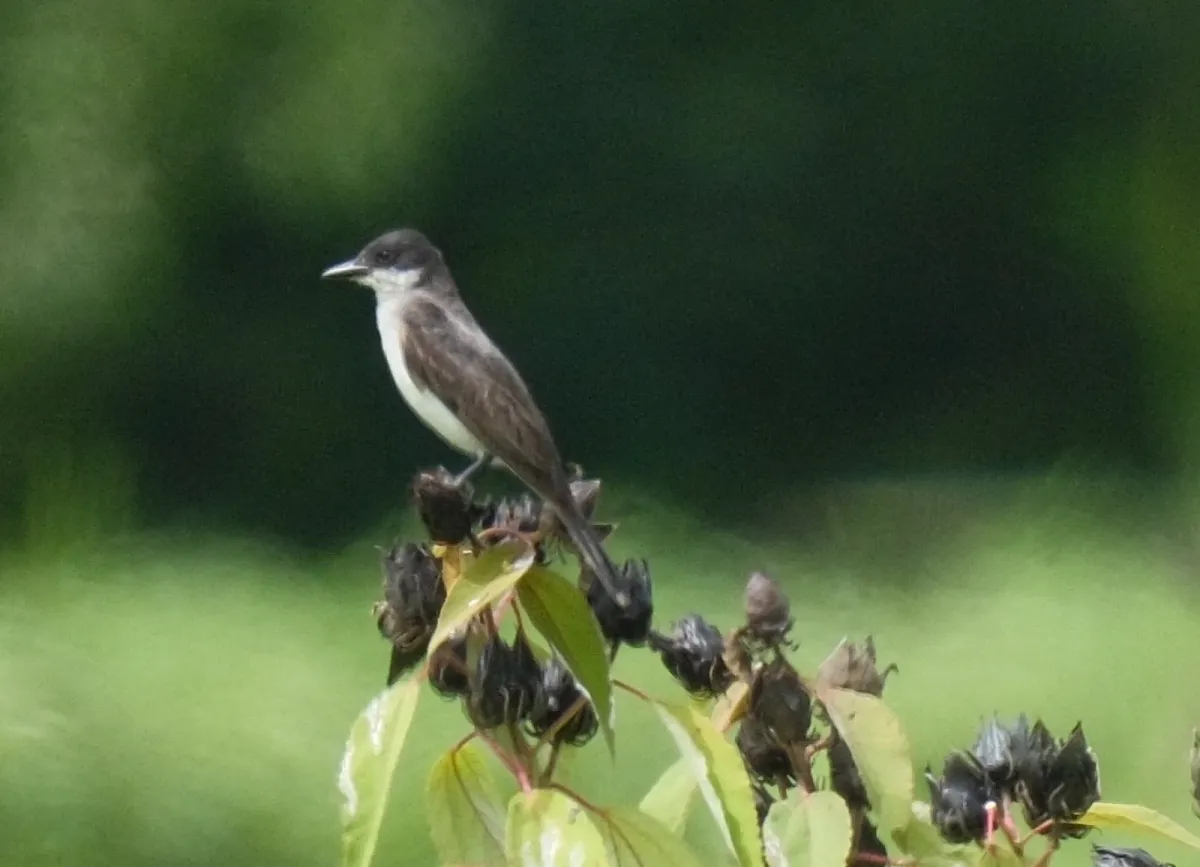 Eastern Kingbird, photographed
