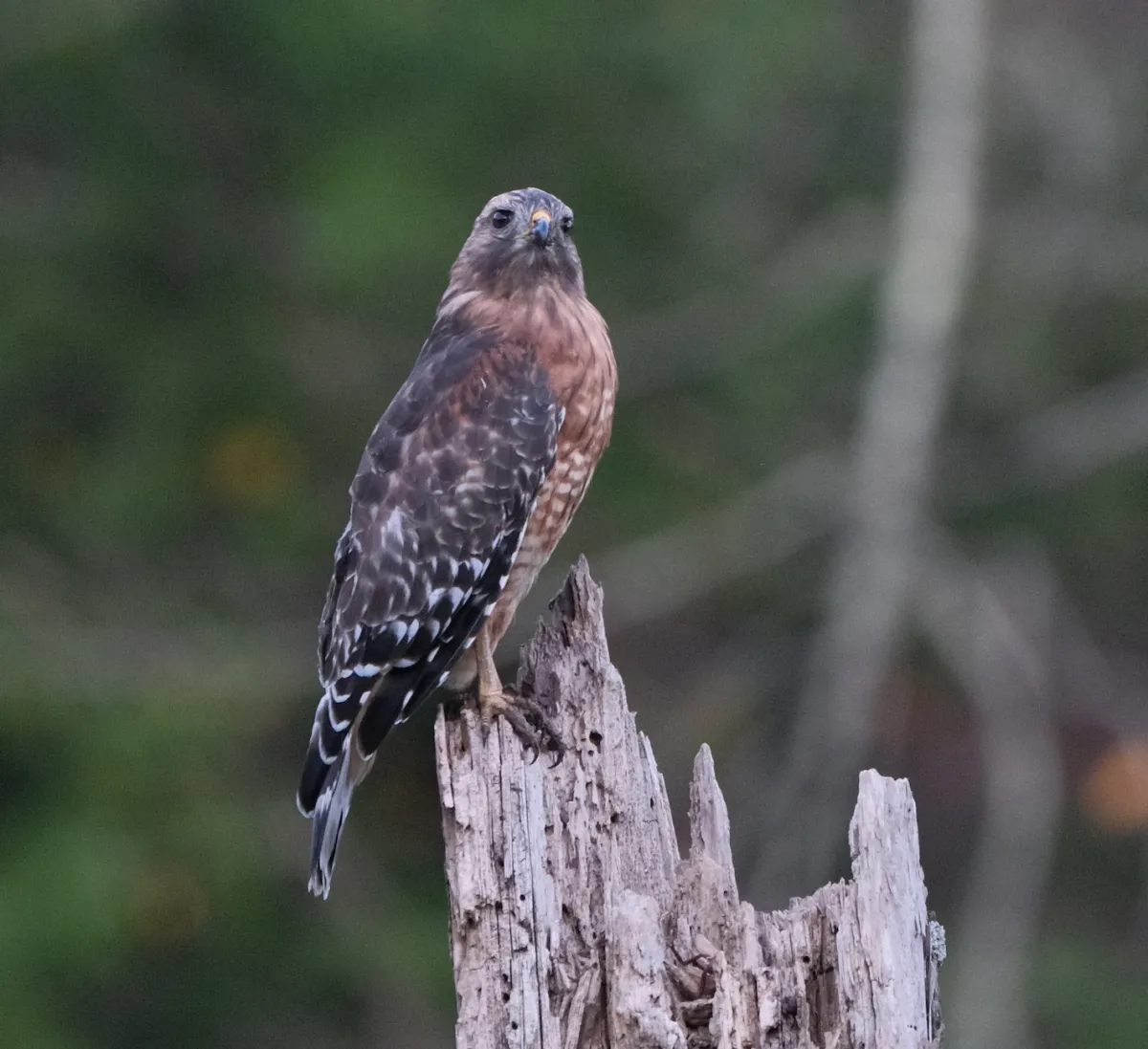 Red-shouldered Hawk, photographed