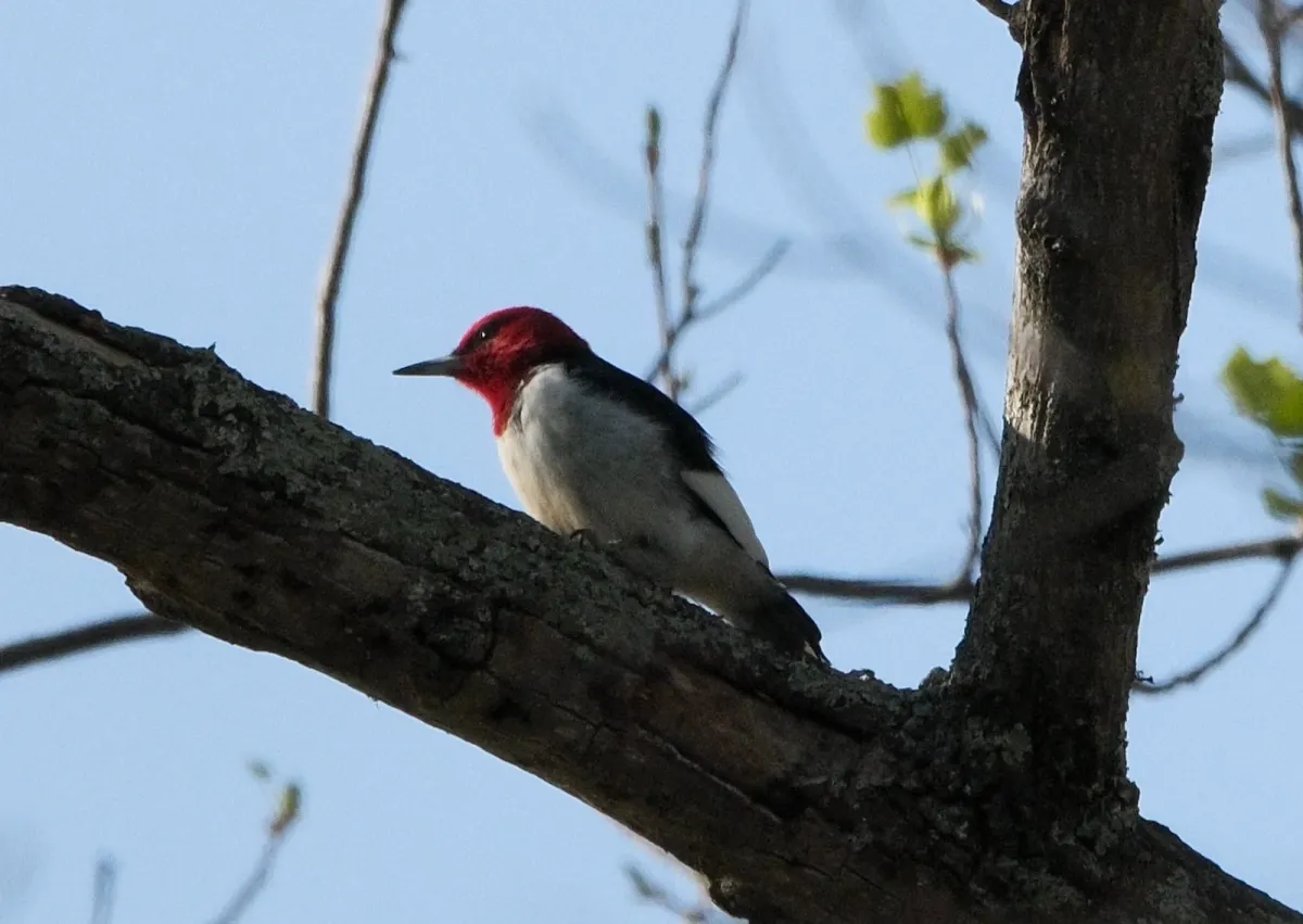 Red-headed Woodpecker, photographed