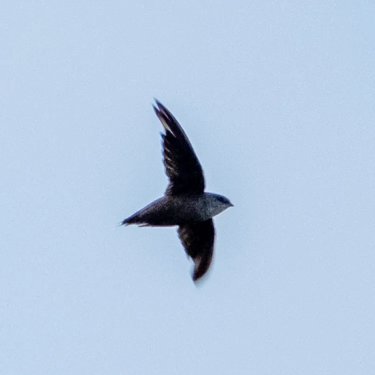 Chimney Swift, photographed