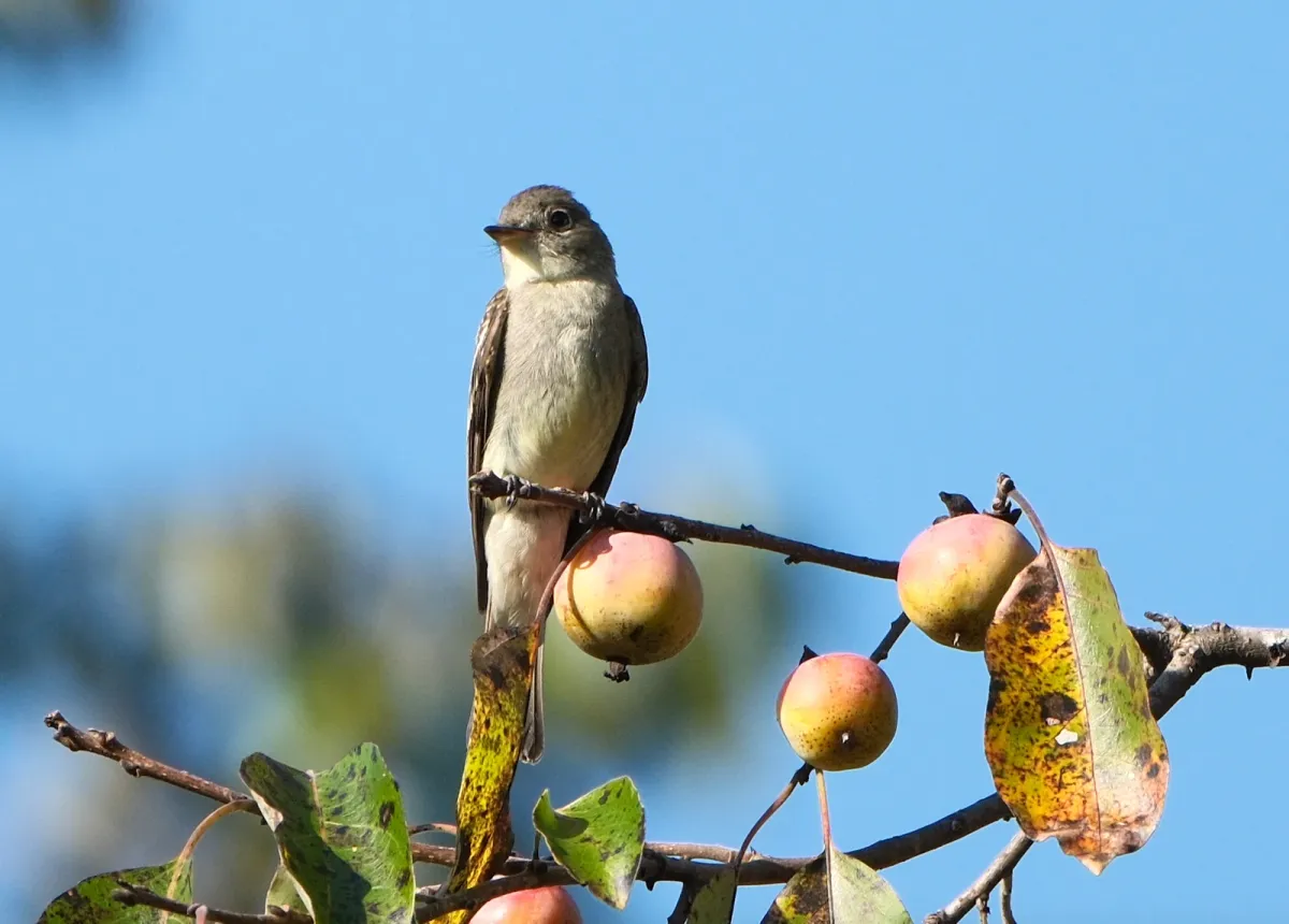 Eastern Wood-Pewee, photographed