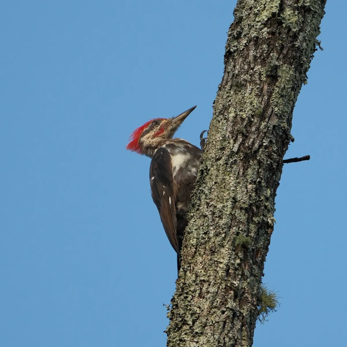 Pileated Woodpecker, photographed