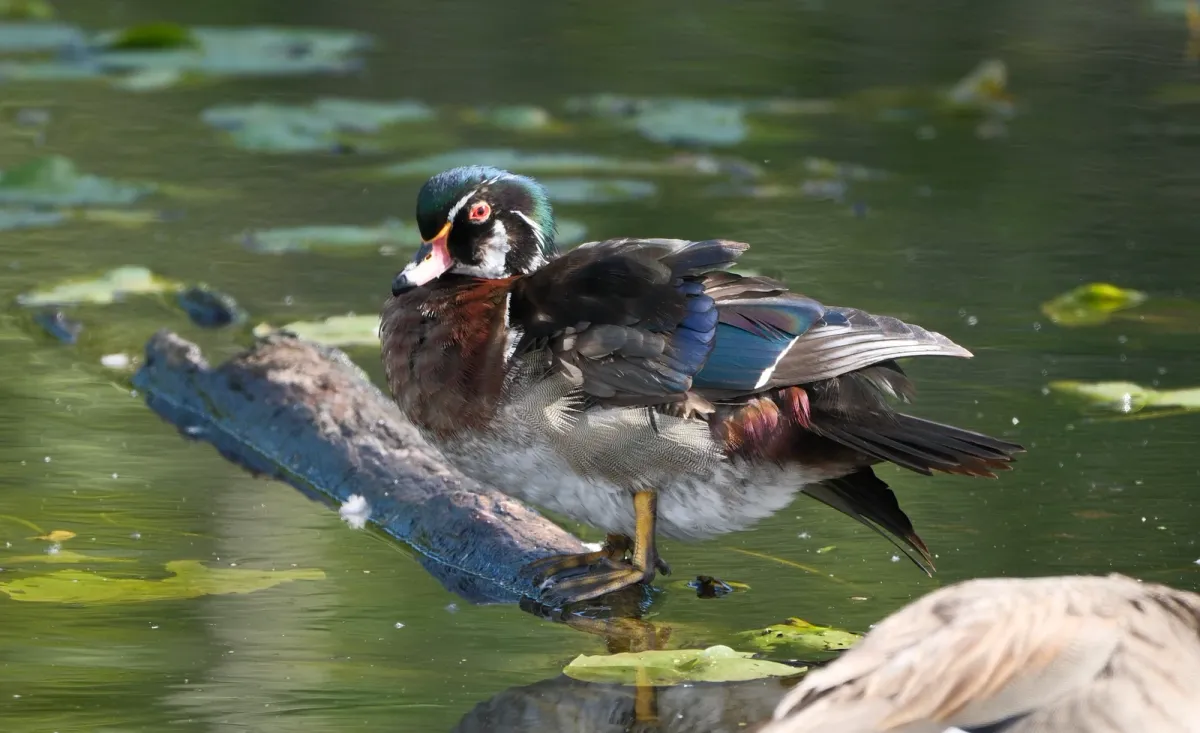 Wood Duck, photographed