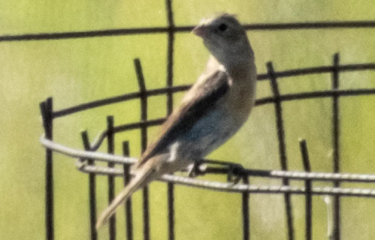 Lazuli Bunting, photographed