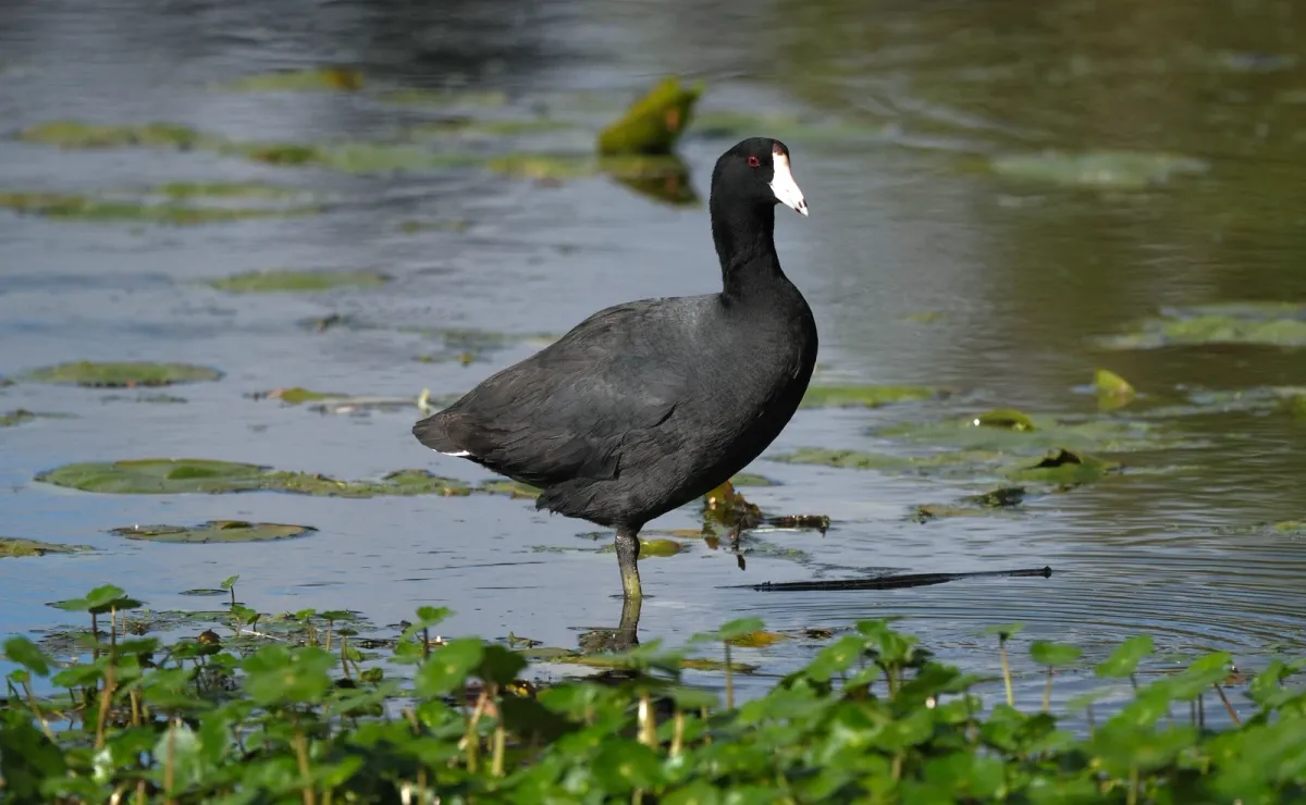 American Coot, photographed