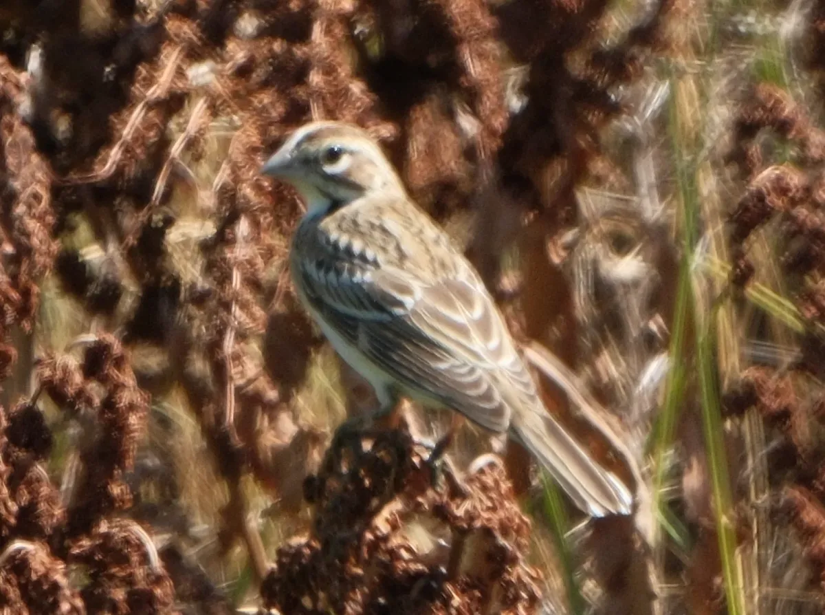 Lark Sparrow, photographed
