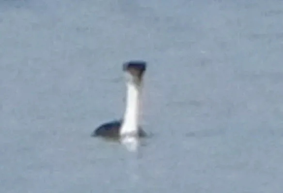 Western Grebe, photographed