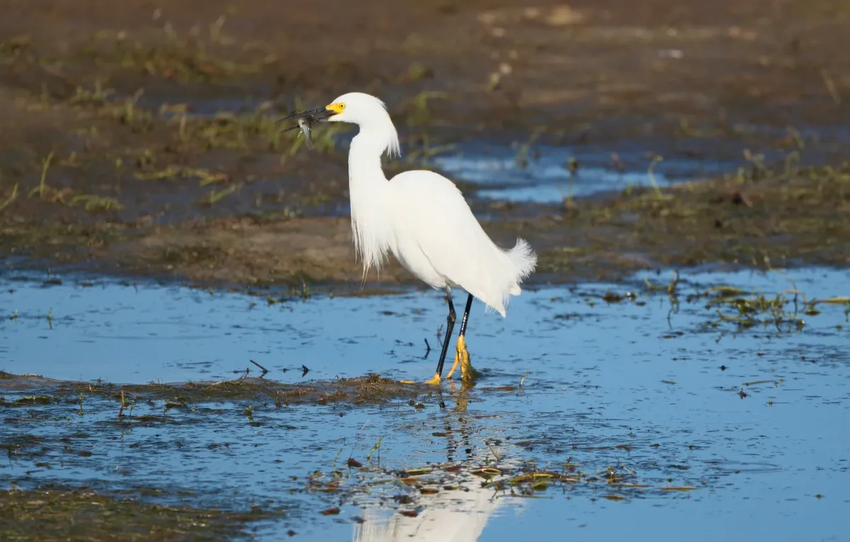 Snowy Egret, photographed