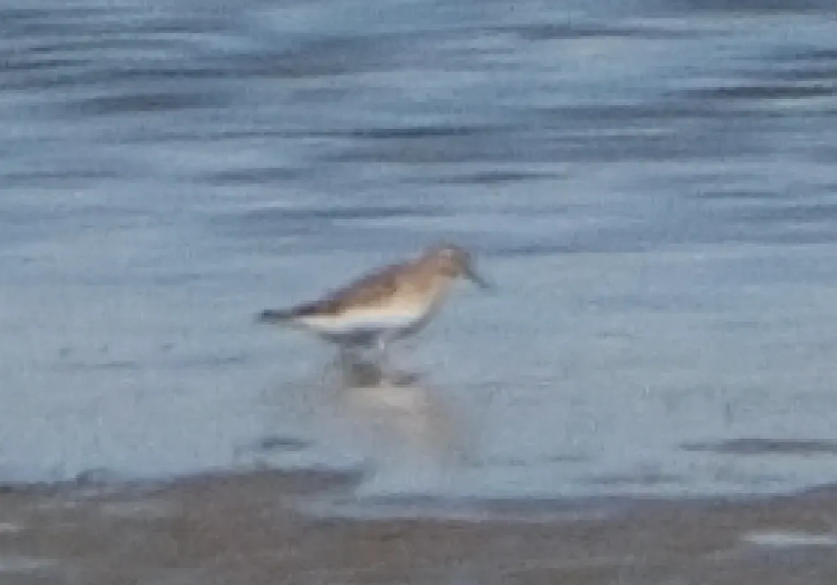 Baird’s Sandpiper, photographed