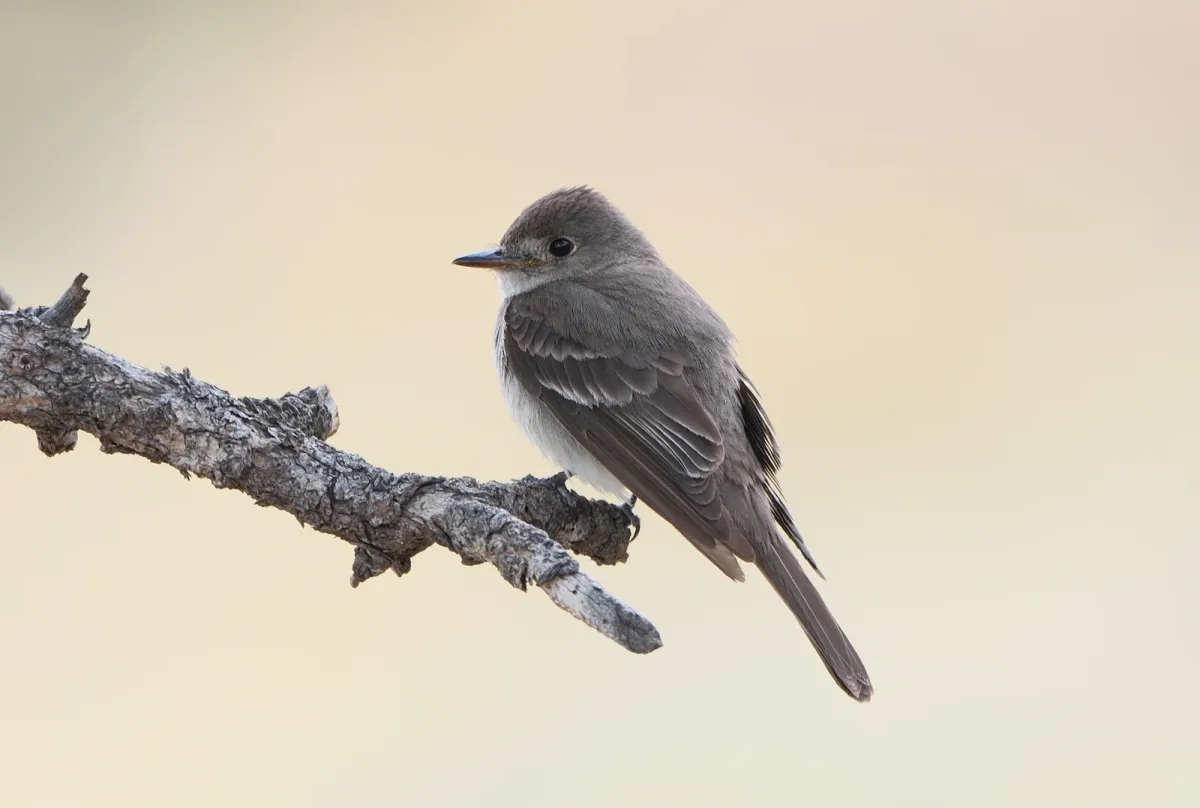 Western Wood-Pewee, photographed