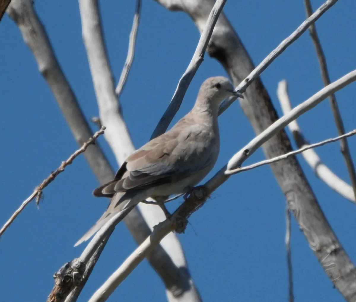 Eurasian Collared Dove, photographed