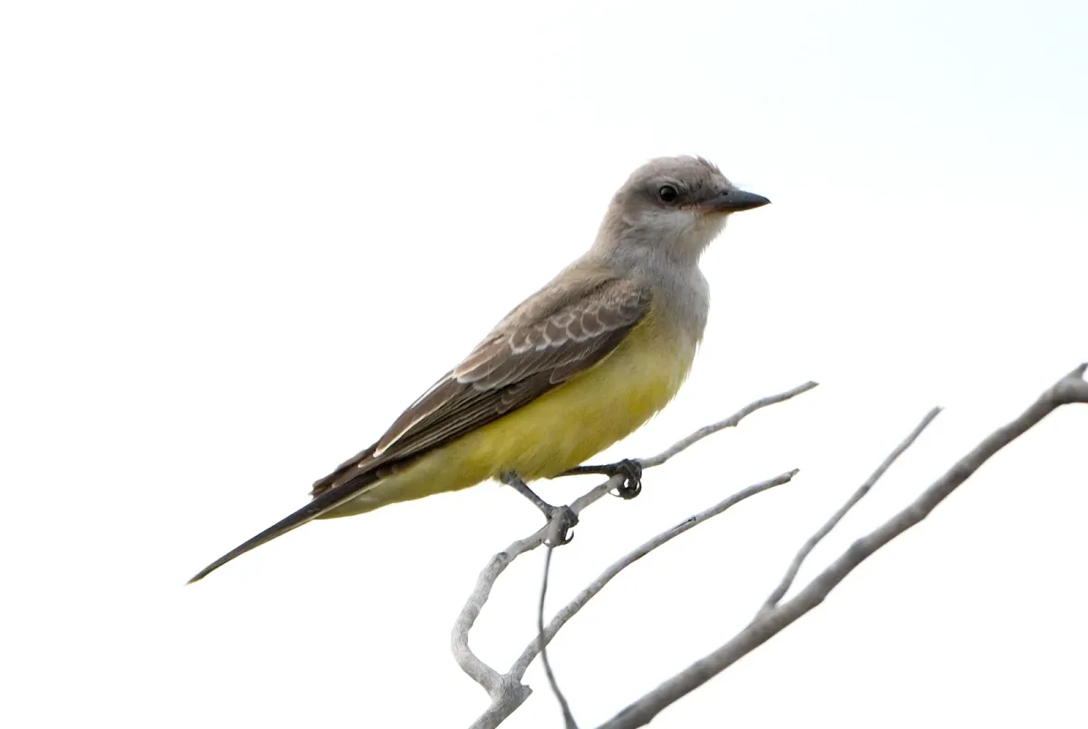 Western Kingbird, photographed