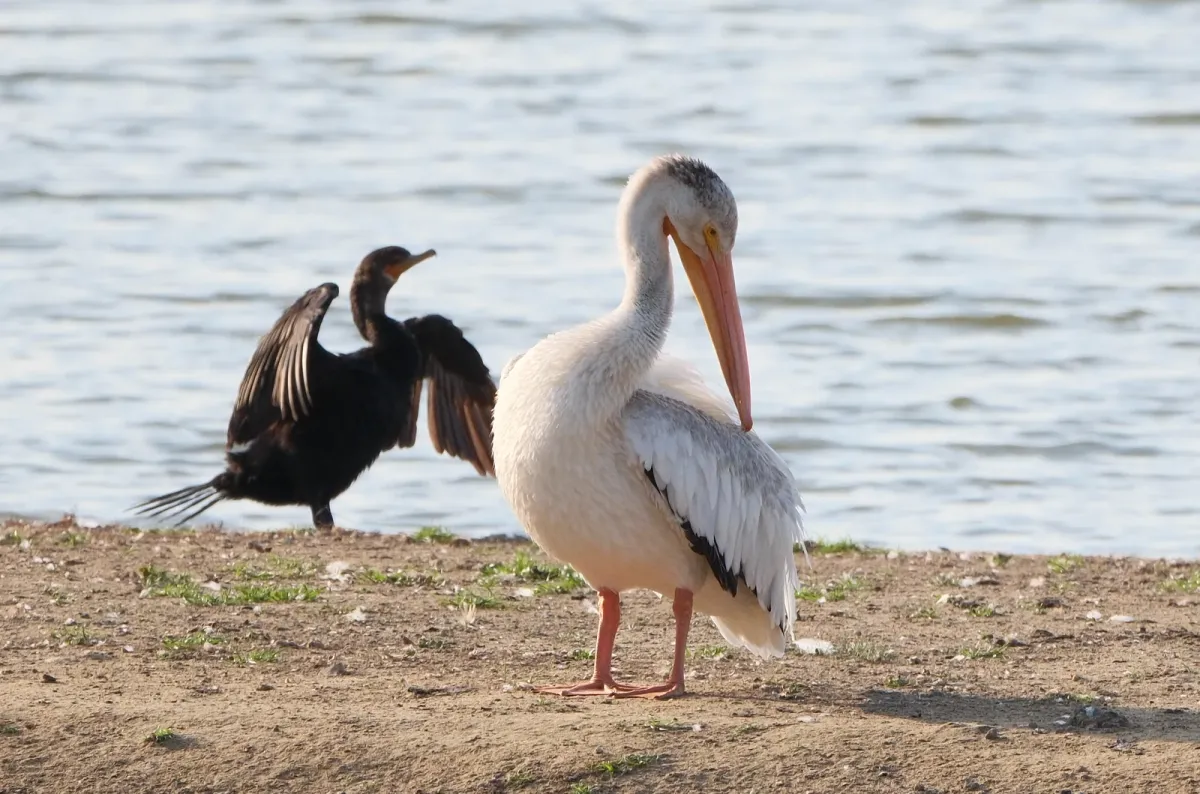 American White Pelican, photographed