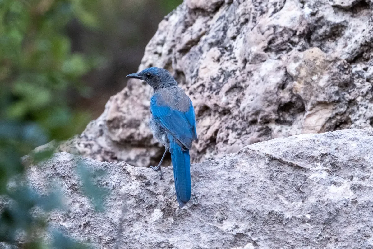 Woodhouse's Scrub-Jay, photographed