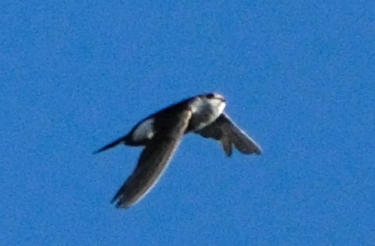 White-throated Swift, photographed