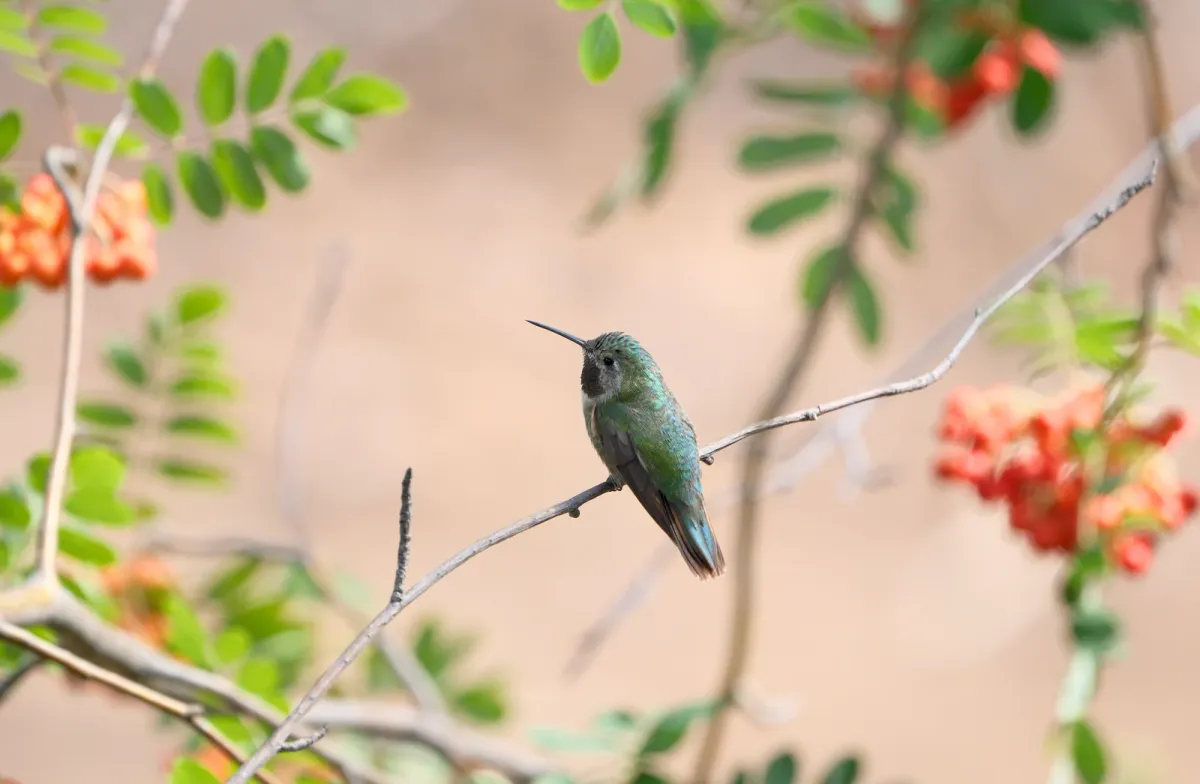 Broad-tailed Hummingbird, photographed