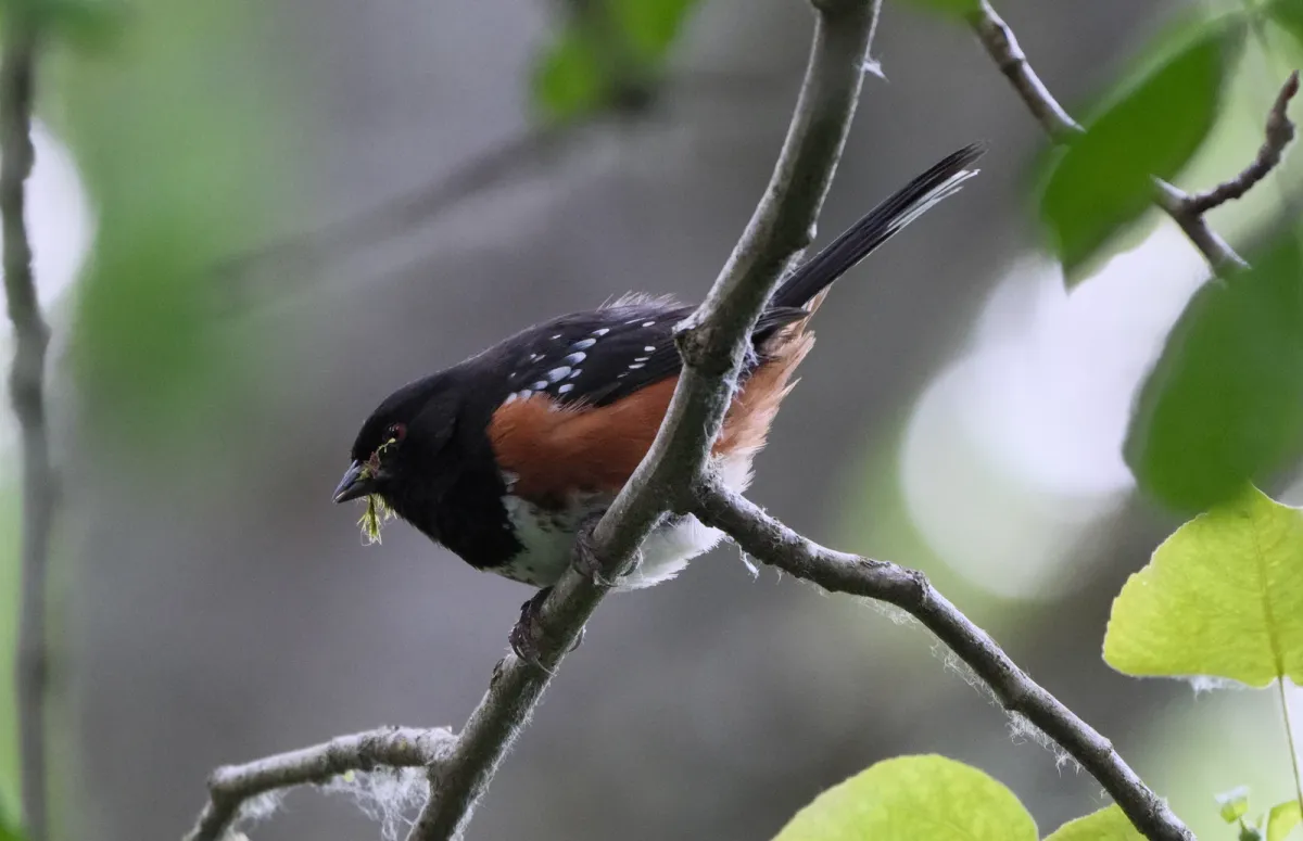 Spotted Towhee, photographed