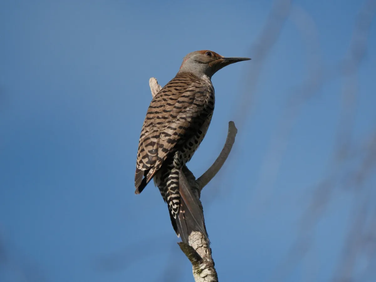 Northern Flicker, photographed
