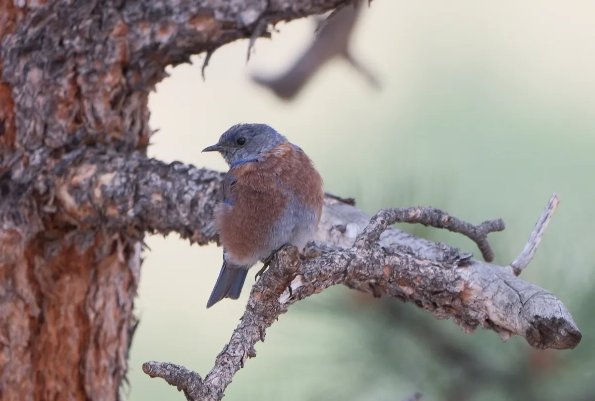Western Bluebird, photographed