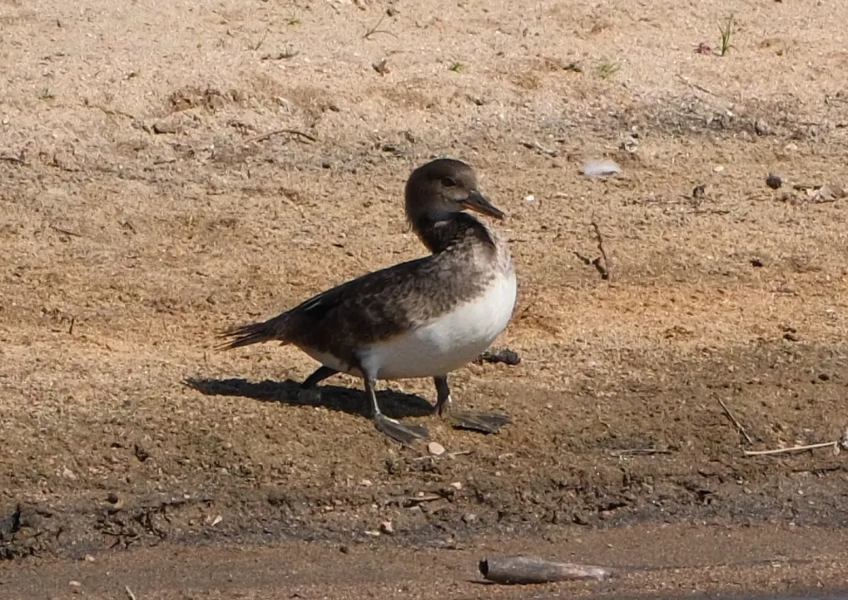 Hooded Merganser, photographed