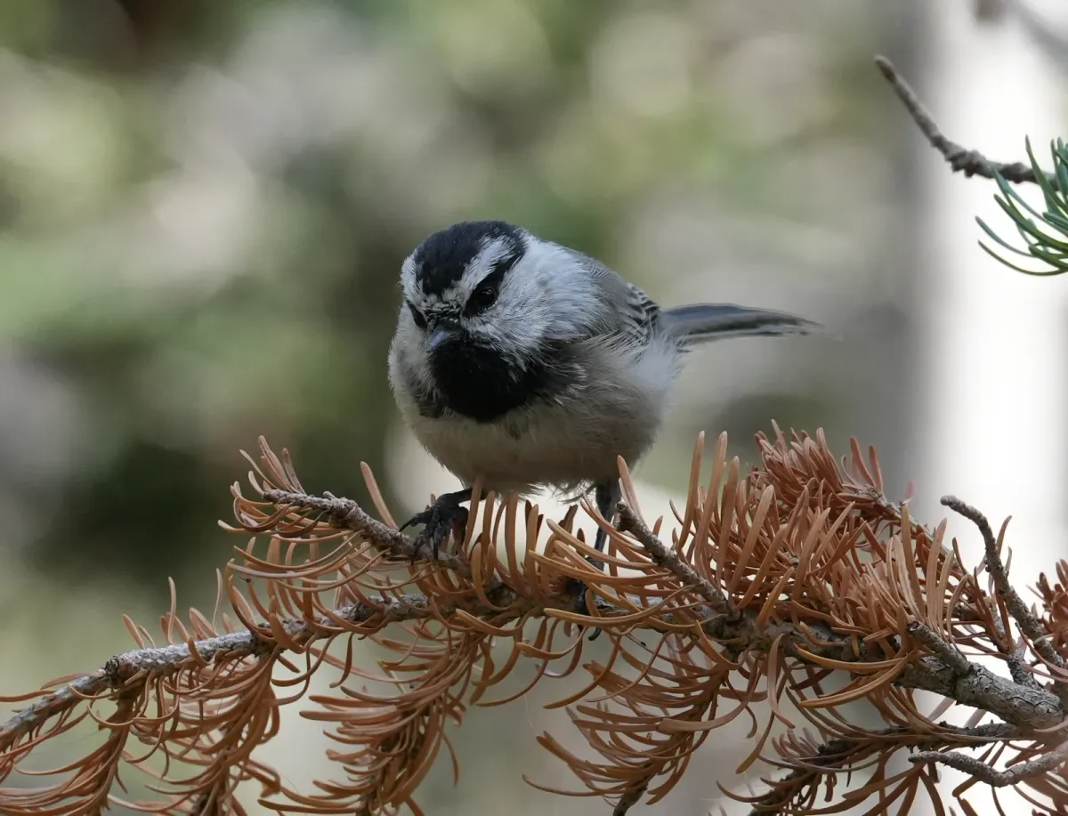 Mountain Chickadee, photographed