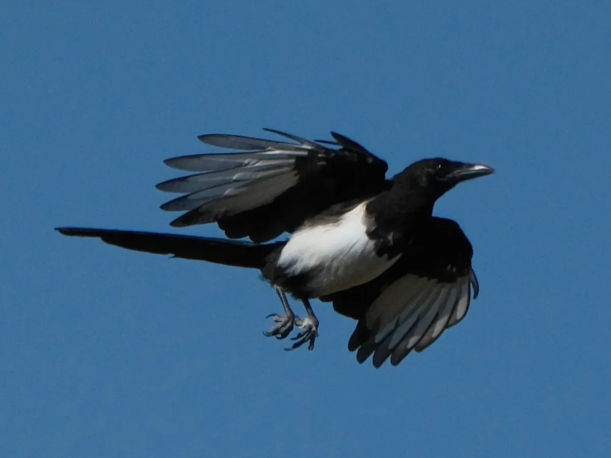 Black-billed Magpie, photographed