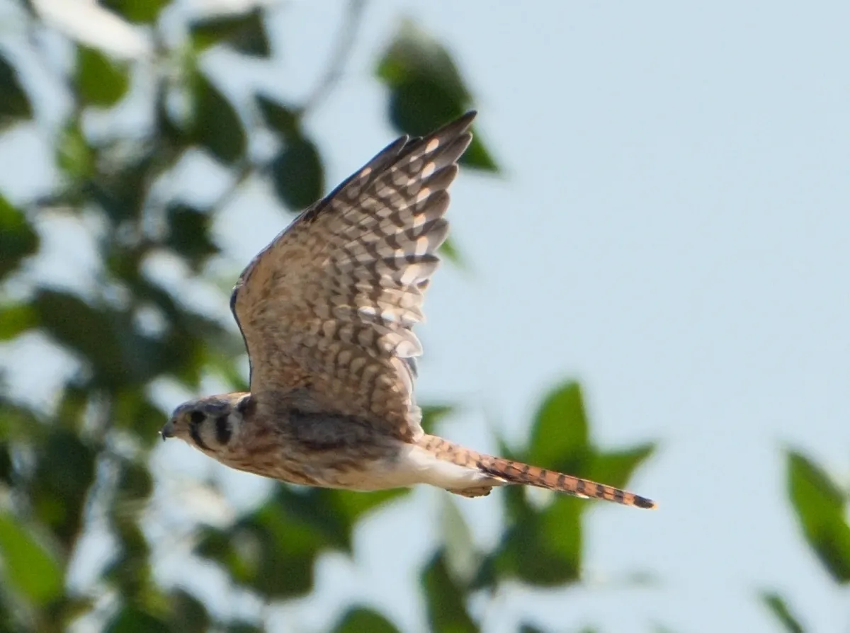 American Kestrel, photographed