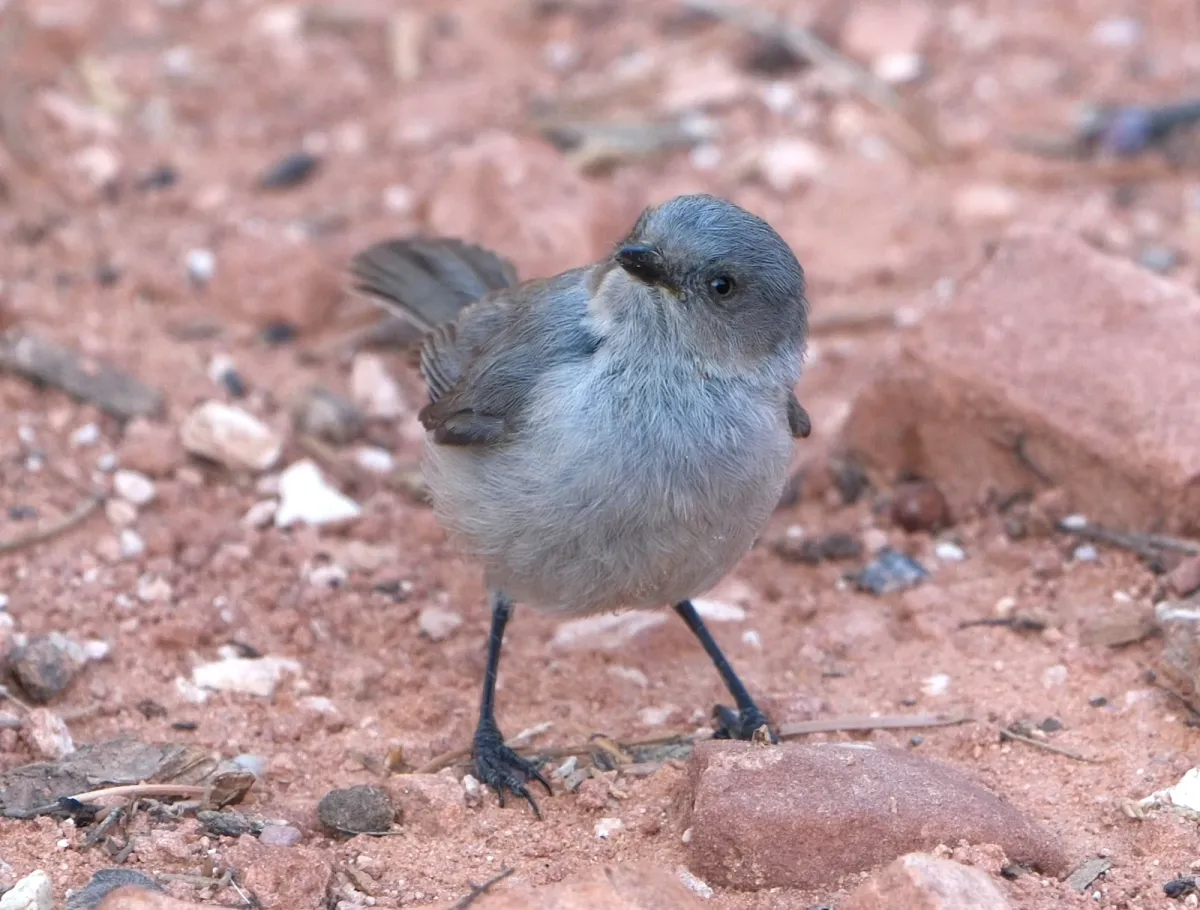 Bushtit, photographed