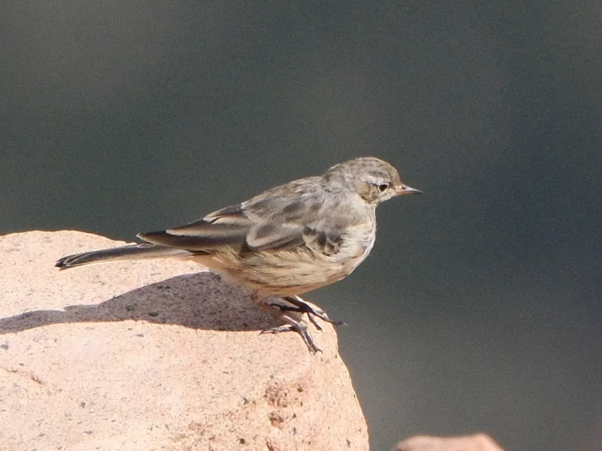 American Pipit, photographed
