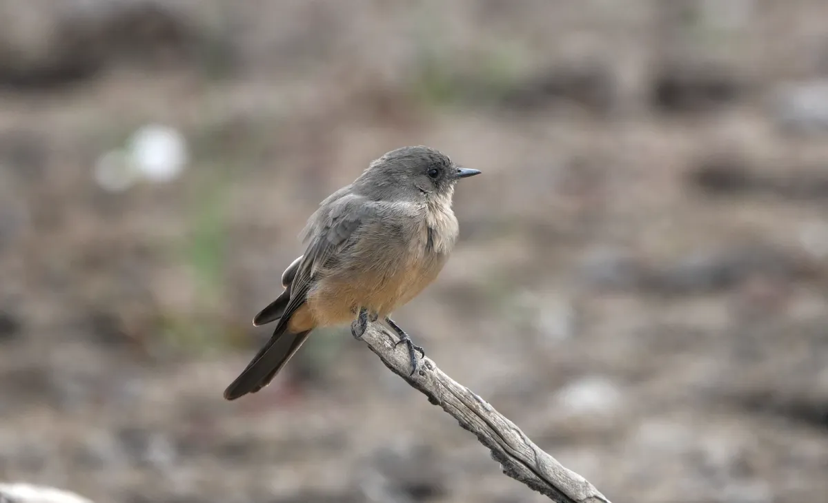 Say's Phoebe, photographed