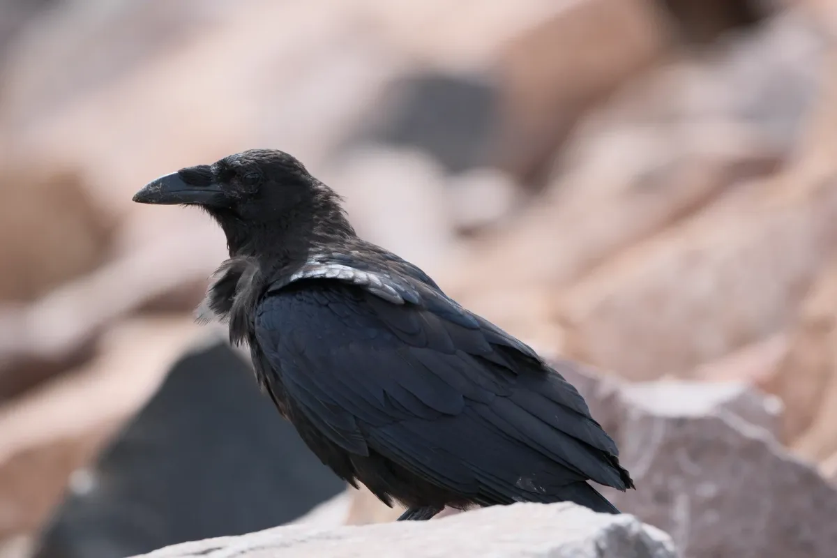 Common Raven, photographed