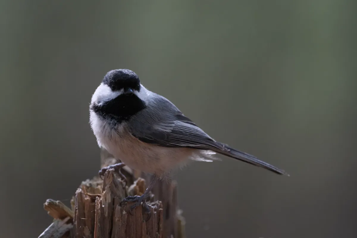 Black-capped Chickadee, photographed