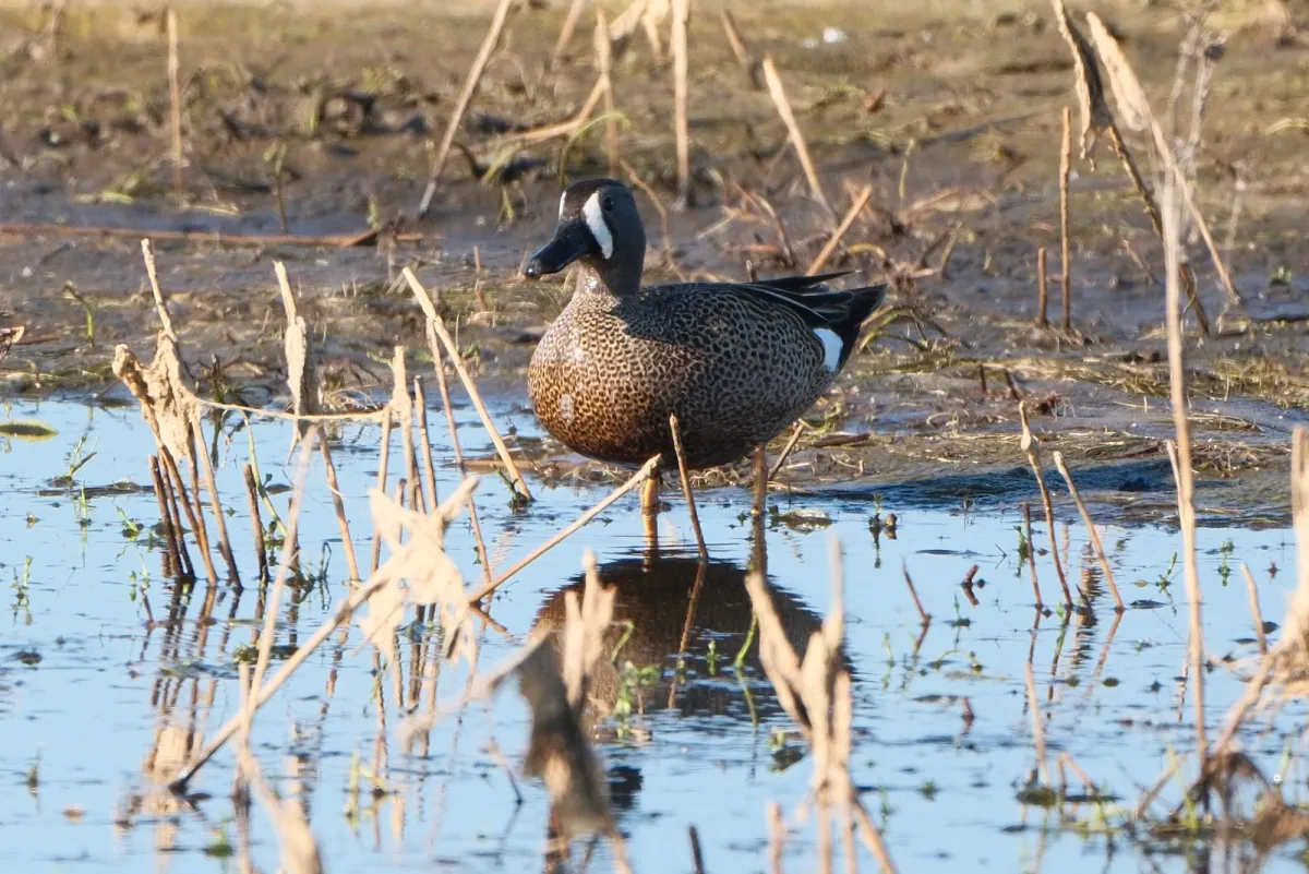 Blue-winged Teal, photographed