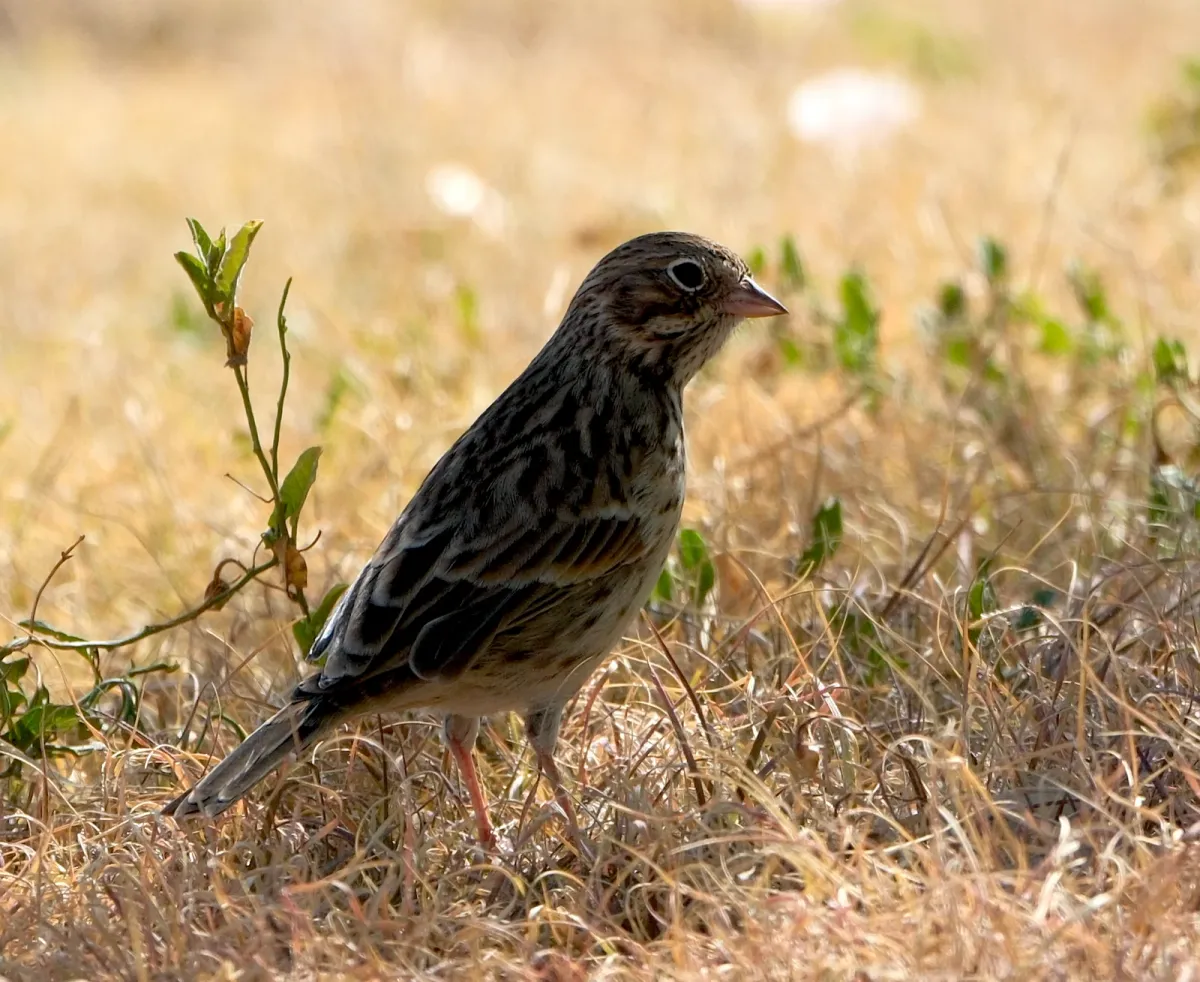 Vesper Sparrow, photographed