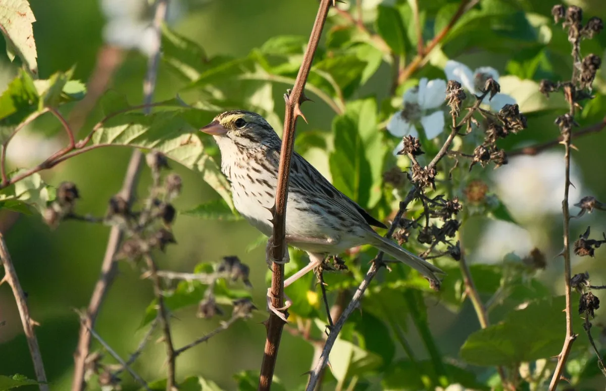 Savannah Sparrow, photographed